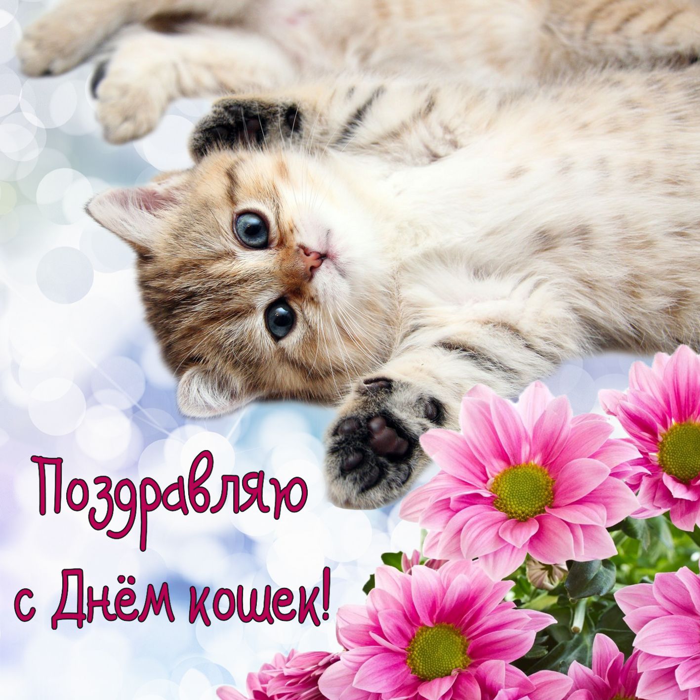 Поздравление кошечки. День кошек. Всемирный день кошек 8 августа. Международный день когнк. День кошек открытки.