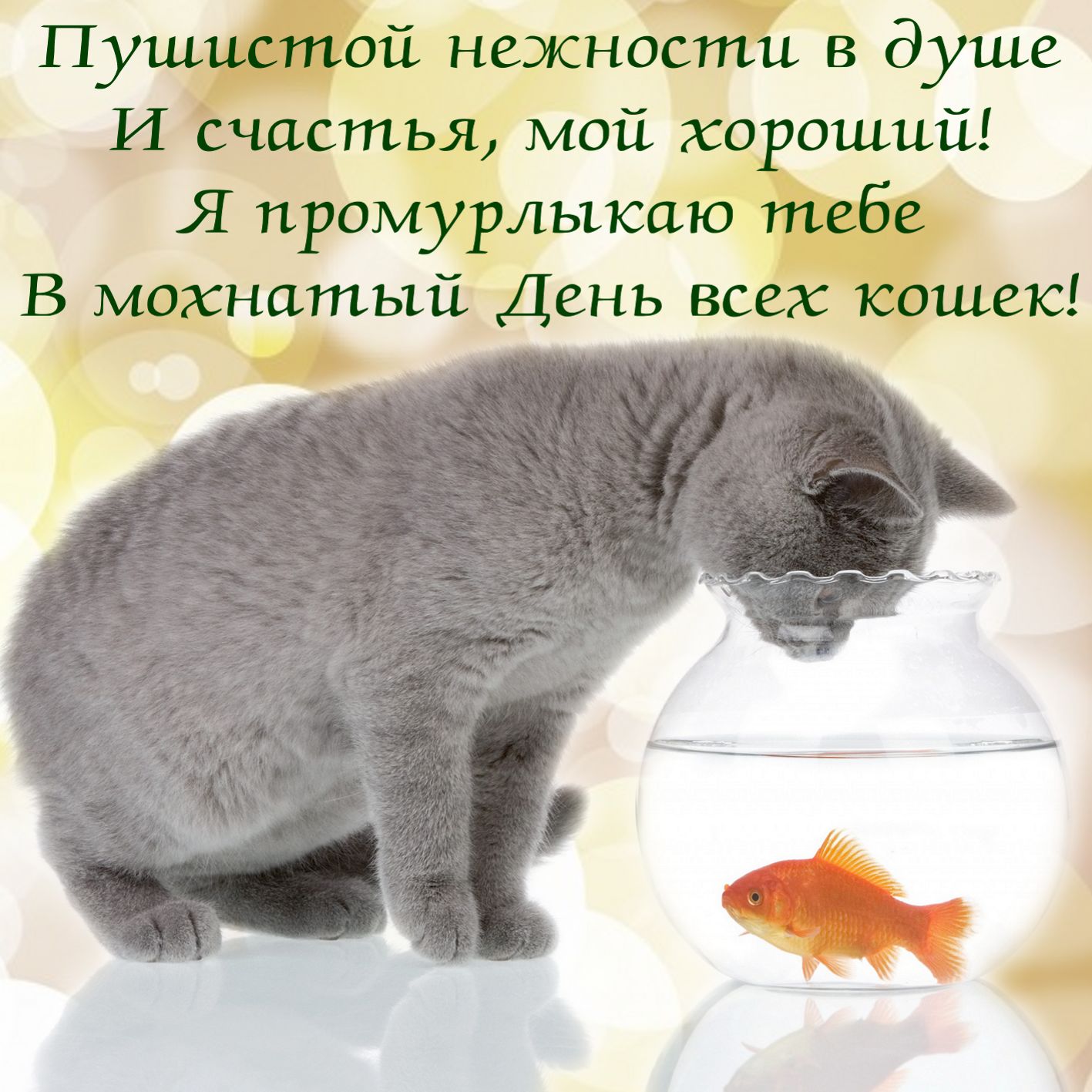 Поздравление кошечки. Всемирный день кошек открытки. Поздравления с кошками. Поздравление с днем кошек. Всемирный день кошек поздравления.