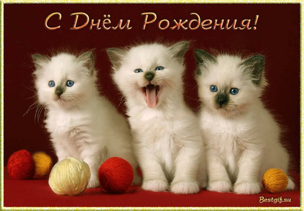 С днем рождения. Открытки с Днем Рождения. С Днем Рождения! (три котенка) Поздравительная анимированная картинка с сиамскими котятами на День Рождения. С днем рождения. Открытки с Днем Рождения. С Днем Рождения! (три котенка) Поздравительная анимированная картинка с сиамскими котятами на День Рождения.