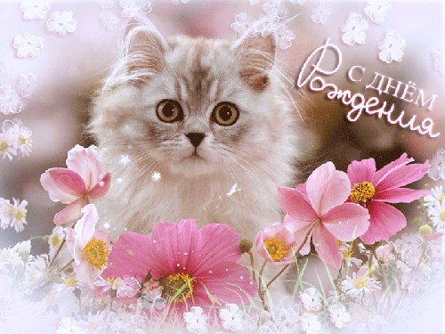 С Днем Рождения, котенок! Открытки с Днем Рождения. Славная поздравительная картинка с котиком на день Рожденья. С Днем Рождения, котенок! Открытки с Днем Рождения. Славная поздравительная картинка с котиком на день Рожденья.