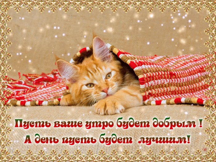 Пусть утро будет добрым, а день лучшим. Доброе утро. Гифка с рыжим котенком и надпись. Пусть ваше утро будет добрым, а день пусть будет лучшим! Пусть утро будет добрым, а день лучшим. Доброе утро. Гифка с рыжим котенком и надпись. Пусть ваше утро будет добрым, а день пусть будет лучшим!