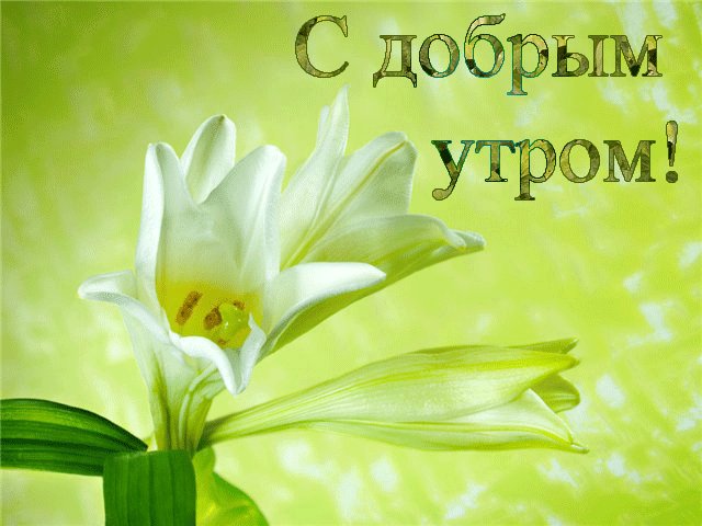 Открытка, пожелание, доброе утро, лето. Открытки Открытка, анимация, пожелание, доброе утро, лето, цветы. Открытка, пожелание, доброе утро, лето. Открытки Открытка, анимация, пожелание, доброе утро, лето, цветы.