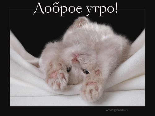 Открытка, пожелание, доброе утро, котенок. Открытки Открытка, анимация, пожелание, доброе утро, котенок. Открытка, пожелание, доброе утро, котенок. Открытки Открытка, анимация, пожелание, доброе утро, котенок.