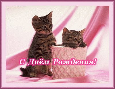 Анимационная открытка на день рождения котята. Открытки Анимационная открытка на день рождения Милые котята. Анимационная открытка на день рождения котята. Открытки Анимационная открытка на день рождения Милые котята.