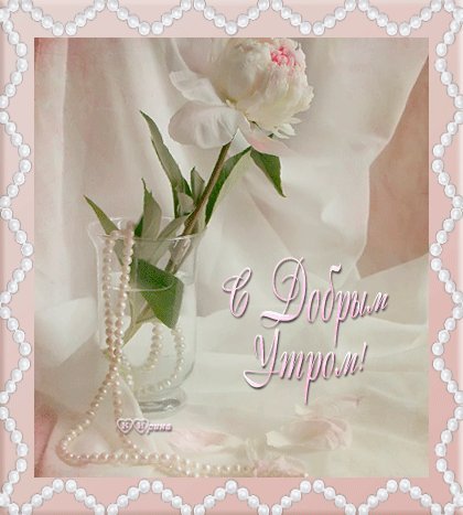 Нежная белая роза! Картинки и открытки для вацапа с добрым утром! Открытки гиф, анимации, гифки с добрым утром! С добрым утром гифки! Нежная белая роза! Картинки и открытки для вацапа с добрым утром! Открытки гиф, анимации, гифки с добрым утром! С добрым утром гифки!