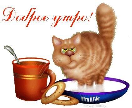 Кот проснулся! Картинки и открытки для вацапа с добрым утром! Открытки гиф, анимации, гифки с добрым утром! С добрым утром гифки! Кот проснулся! Картинки и открытки для вацапа с добрым утром! Открытки гиф, анимации, гифки с добрым утром! С добрым утром гифки!
