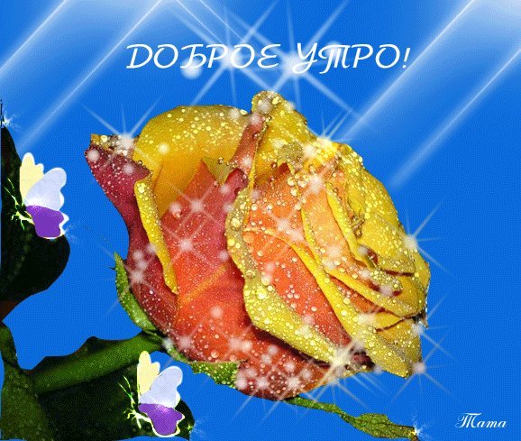 Яркая, красивая открытка с добрым утром, сестренка, сестра! Скачать бесплатно онлайн! Гиф, анимация! Желтая роза! Бабочки! Роса. Яркая, красивая открытка с добрым утром, сестренка, сестра! Скачать бесплатно онлайн! Гиф, анимация! Желтая роза! Бабочки! Роса.