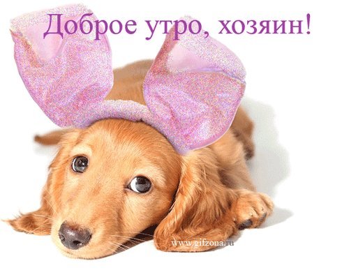 Яркая, красивая открытка с добрым утром, сестренка, сестра! Скачать бесплатно онлайн! Собака, собачка, собачуся, щеночек, щенок. Яркая, красивая открытка с добрым утром, сестренка, сестра! Скачать бесплатно онлайн! Собака, собачка, собачуся, щеночек, щенок.
