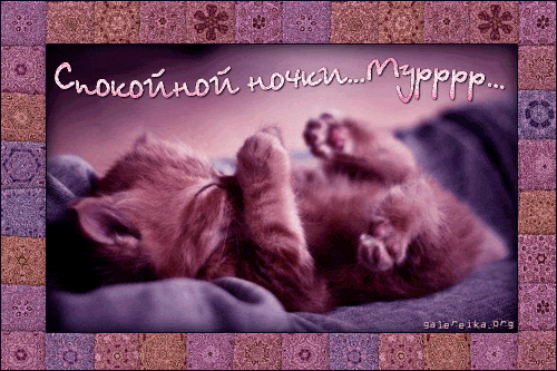 Спок нок гифка. Открытка сладких снов с котенком. Приятных снов котенок. Сладких снов котенок. Прикольные пожелания спокойной ночи.