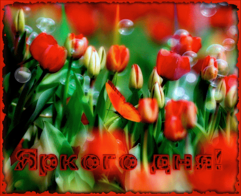 Яркого прекрасного дня. Прекрасного дня тюльпаны. Хорошего дня тюльпаны. Доброго дня тюльпаны. Добрый день картинки с тюльпанами