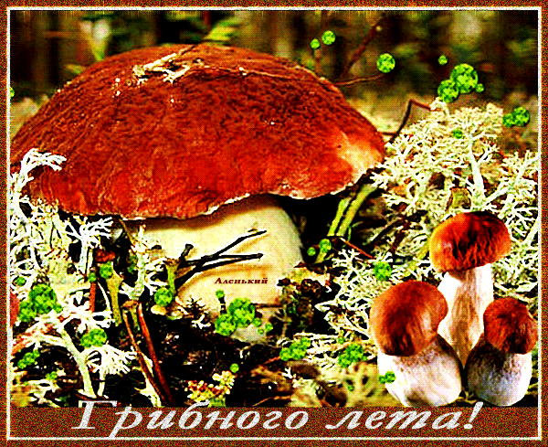 Хороша грибами время года. Открытки с грибами лесными. Живые грибы:. Добрый гриб. Открытка "грибники".