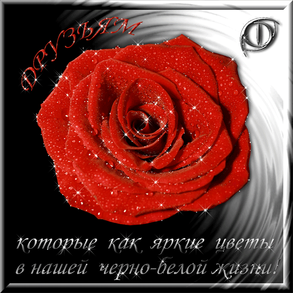 Бел розы для моей черной сестры. Красивые открытки для друзей. Цветы для моей сестры гиф. Анимации розы для любимой. Открытка для любимой сестричке розы.