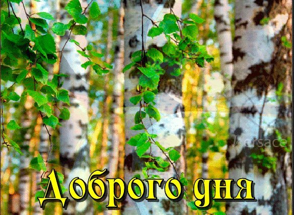 День березы картинки