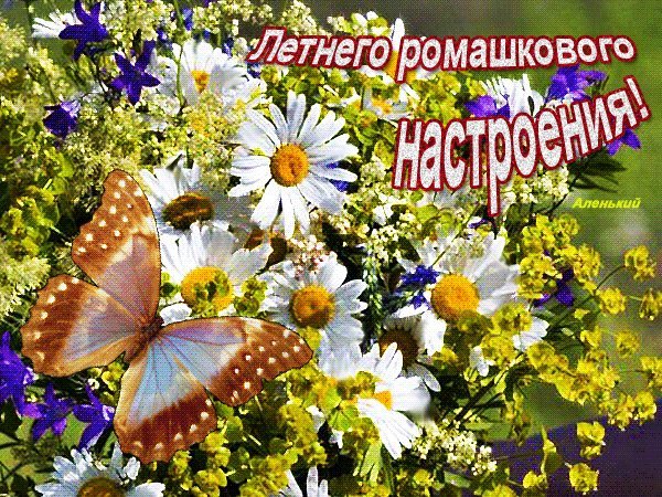Ромашковый приветик картинки