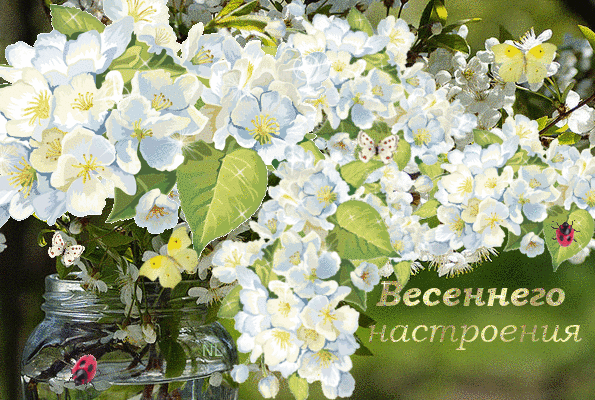 Весенние открытки. Весеннее настроение. Весенние цветы с пожеланиями. Открытки с весенними цветами.