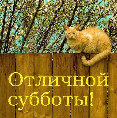 Суббота отдых