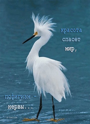 Позитивные открытки. Открытки для хорошего настроения. Смешные открытки.