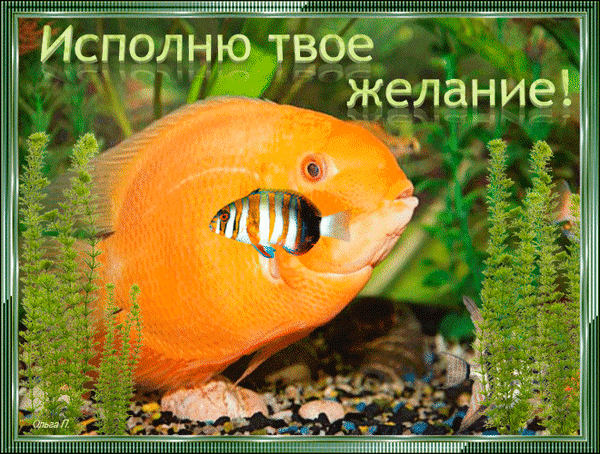 Золотая рыбка желания. Открытка исполнения желаний. Открытка исполнения всех желаний. Золотая рыбка исполнение желаний.