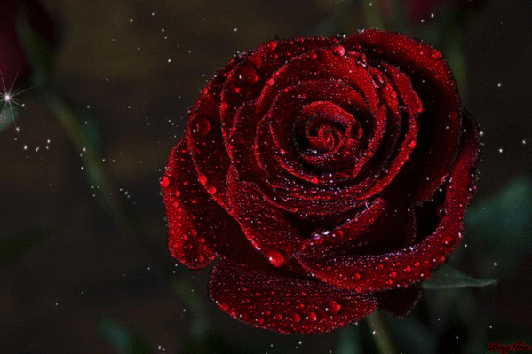 бордовая роза значение