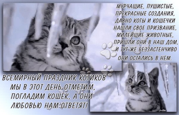 Анимированная открытка Мурчащие, пушистые, прекрасные создания, давно коты и кошечки нашли свое призвание! Анимированная открытка Мурчащие, пушистые, прекрасные создания, давно коты и кошечки нашли свое призвание!