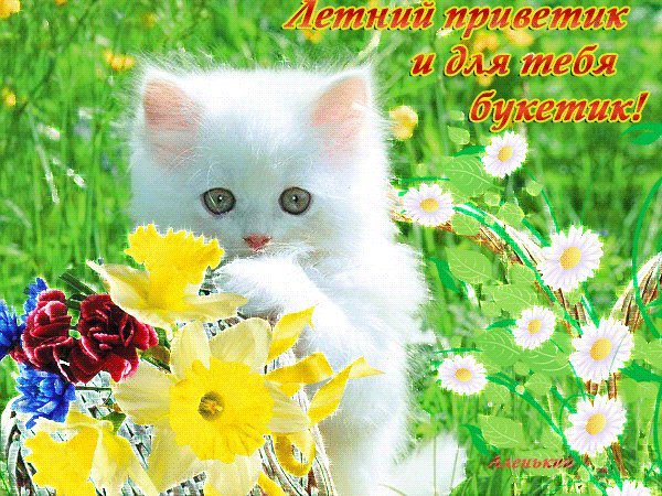 Солнечный приветик картинки красивые с пожеланиями