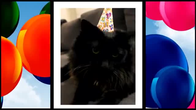 HAPPY BIRTHDAY FROM THE CATS. С днем рождения с котиками. [Котики музыкальные поздравления с днем рождения]