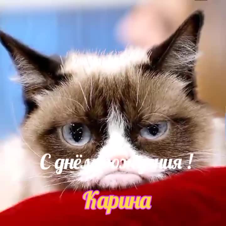 КАРИНА, С ДНЕМ РОЖДЕНИЯ!!! Музыкальное поздравление с котиками. [Карина, с днем рождения. Видеооткрытка]