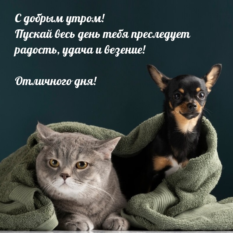 С добрым утром! Пускай весь день преследует радость