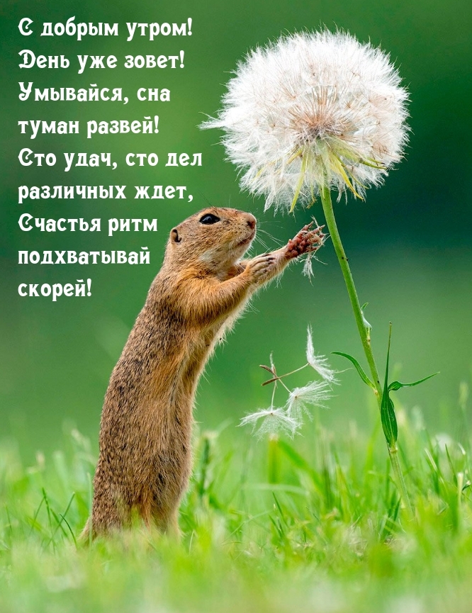 С добрым утром! День уже зовет! Умывайся, сна туман развей!