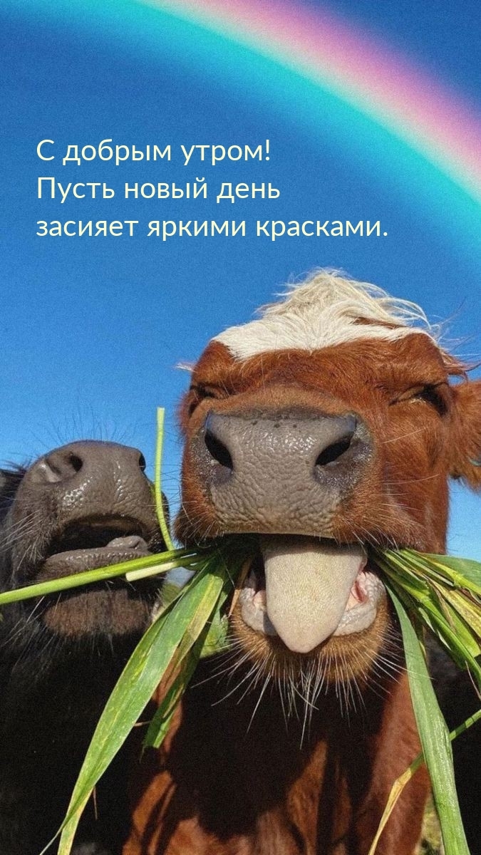 С добрым утром! Пусть новый день засияет яркими красками.