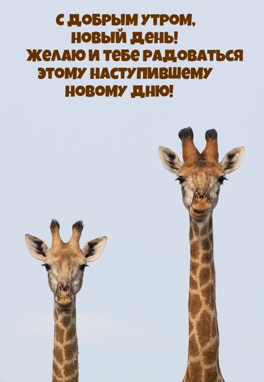С добрым утром, новый день! Желаю и радоваться наступившему дню
