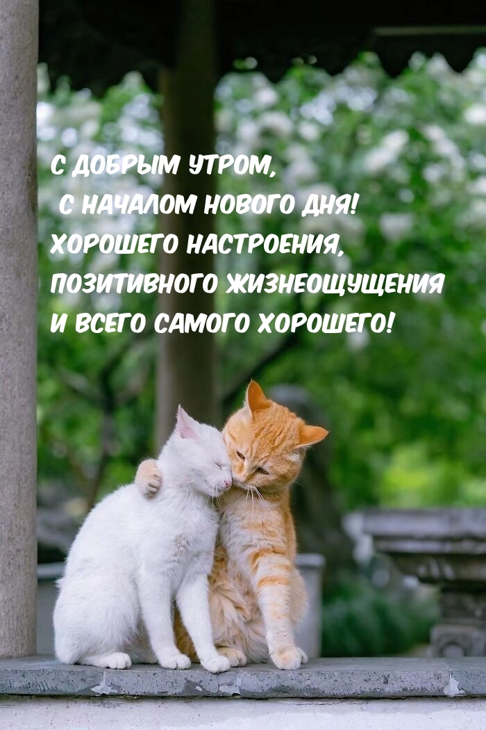 С добрым утром, с началом нового дня! Хорошего настроения