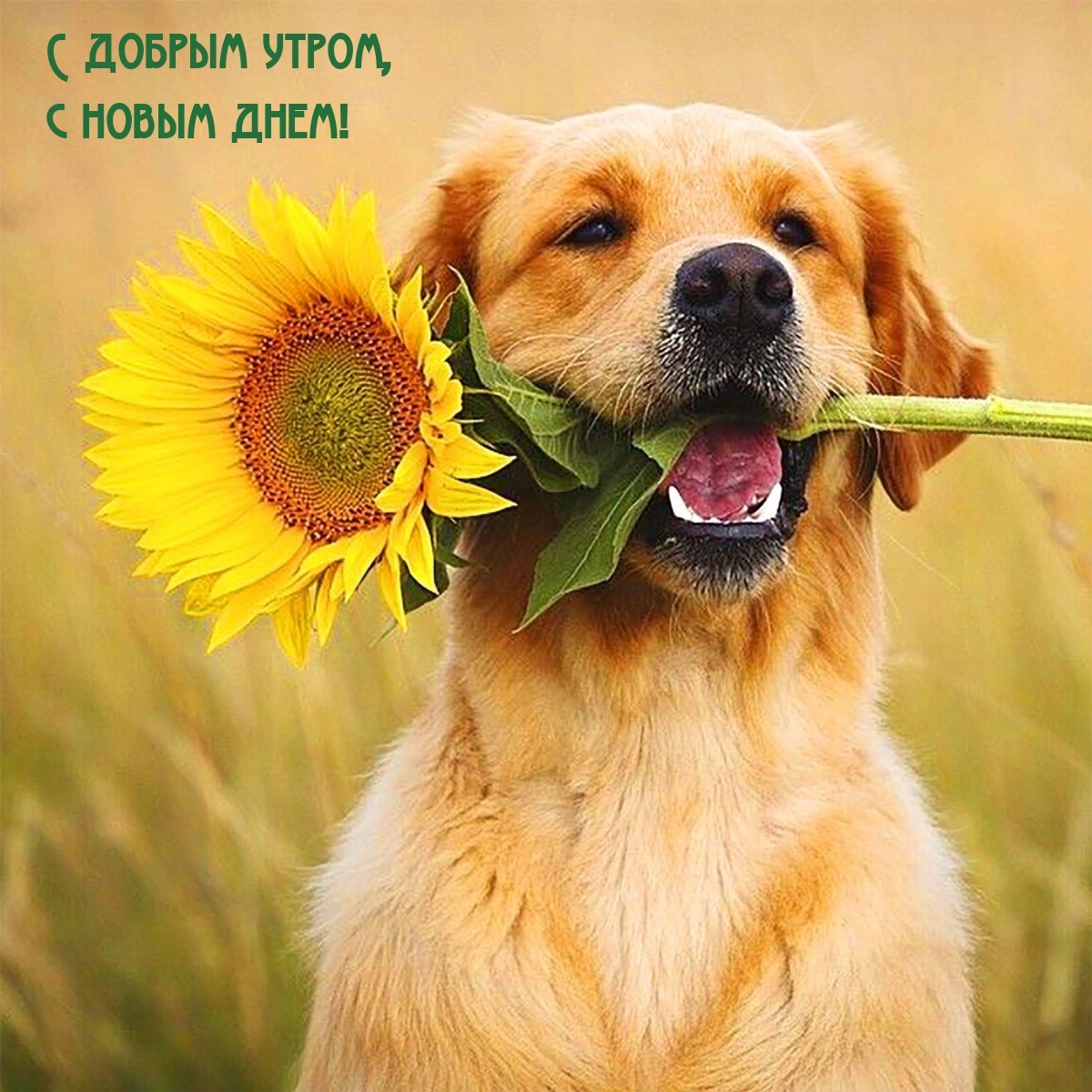 С добрым утром, с новым днем!