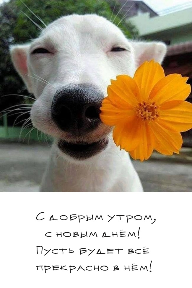 С добрым утром, с новым днем! Пусть будет все прекрасно в нем!