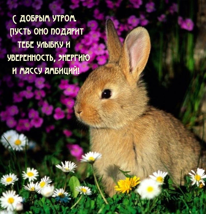 С добрым утром. Пусть оно подарит тебе улыбку