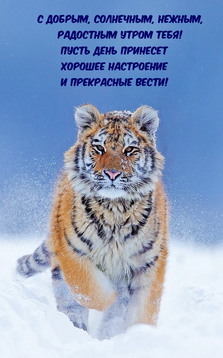 С добрым, солнечным, нежным, радостным утром тебя!