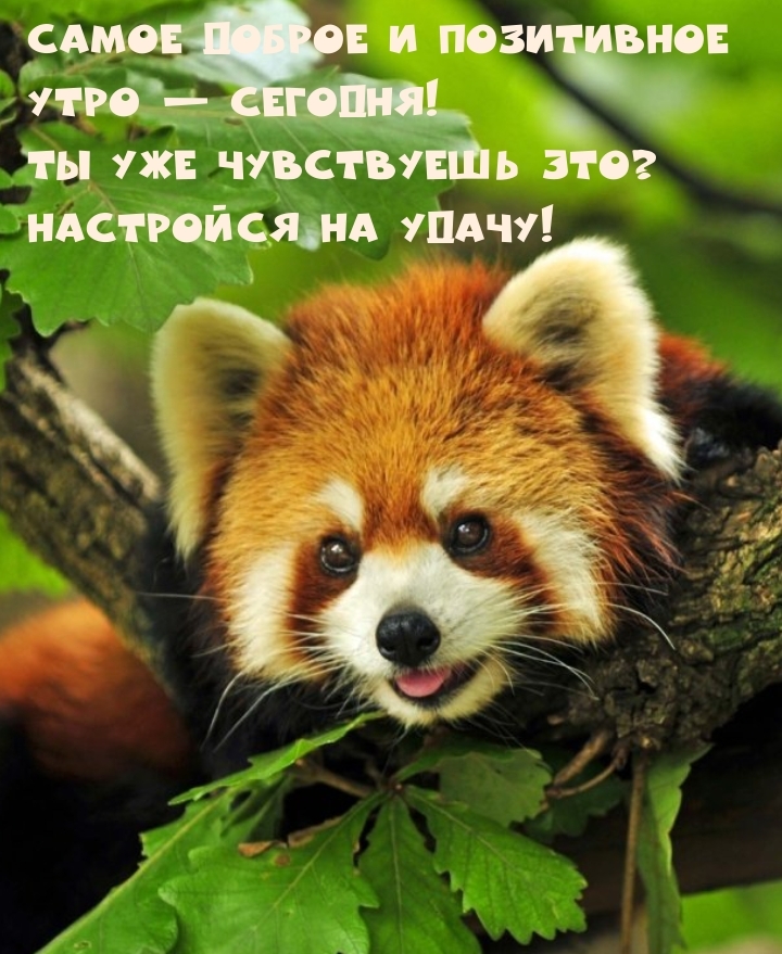 Самое доброе и позитивное утро — сегодня!
