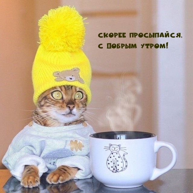 Скорее просыпайся, с добрым утром!