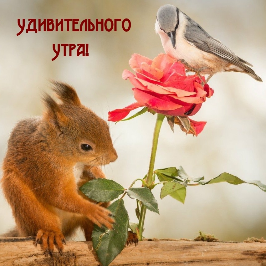 Удивительного Утра!