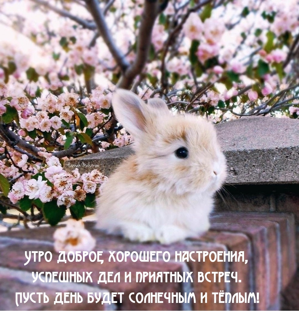 Утро доброе, хорошего настроения, успешных дел и приятных встреч.