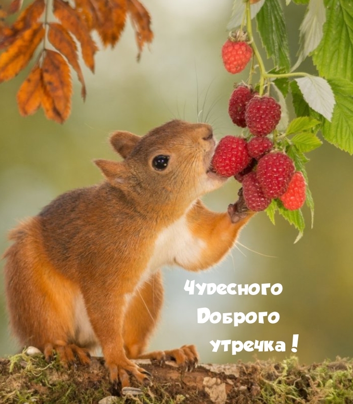 Чудесного Доброго утречка!