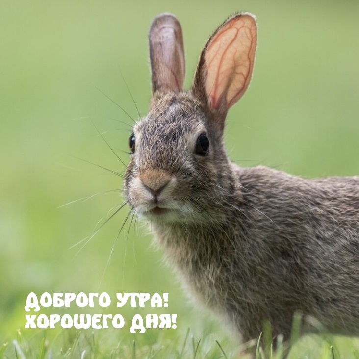 Доброго утра! Хорошего дня!
