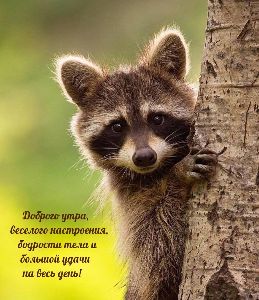 Доброго утра, веселого настроения, бодрости тела