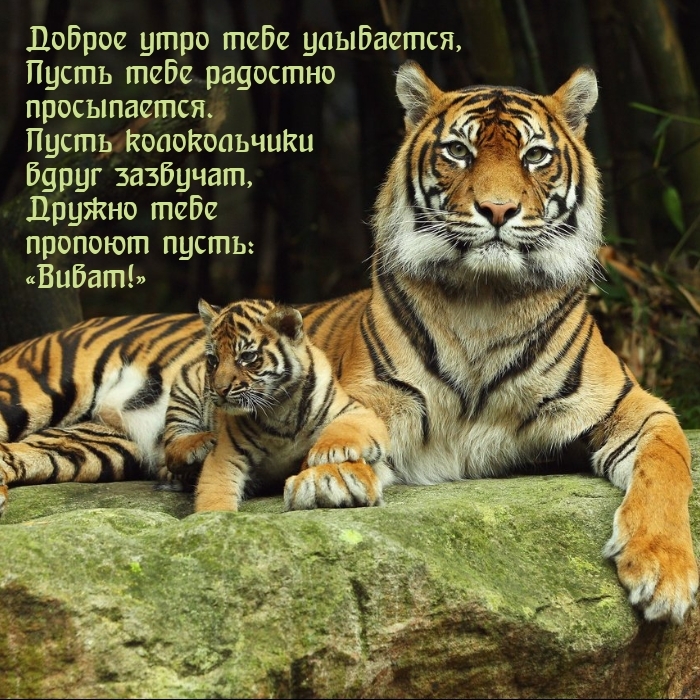 Доброе утро тебе улыбается, пусть тебе радостно просыпается.