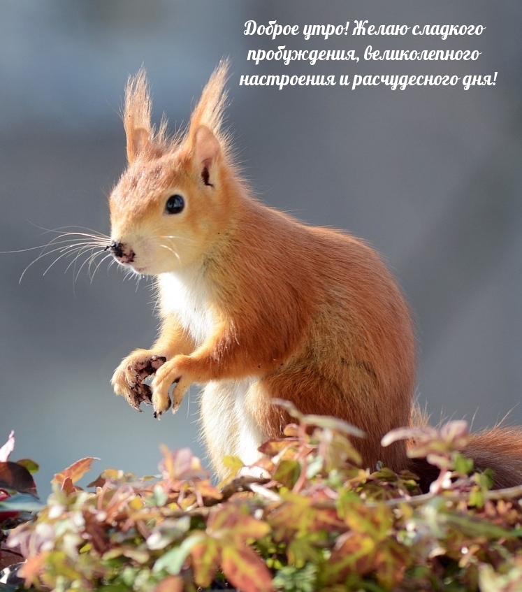 Доброе утро! Желаю сладкого пробуждения