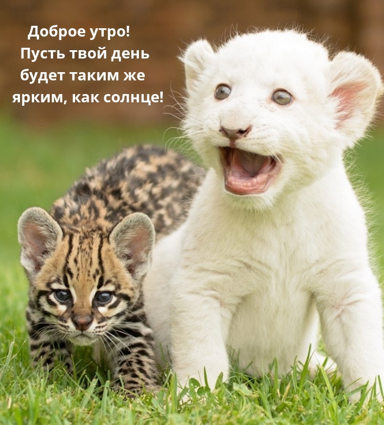 Доброе утро! Пусть твой день будет таким же ярким, как солнце!