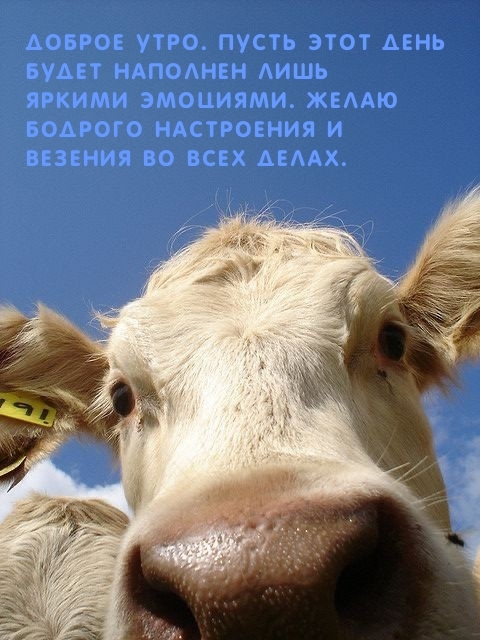 Доброе утро. Пусть этот день будет наполнен яркими эмоциями