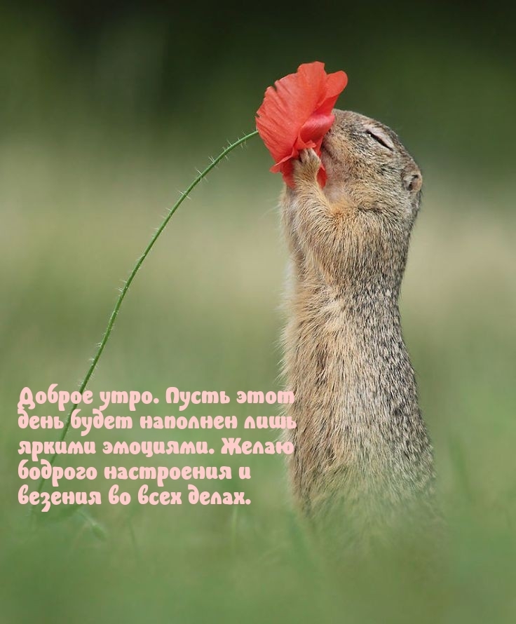 Доброе утро. Пусть этот день будет наполнен яркими эмоциями.