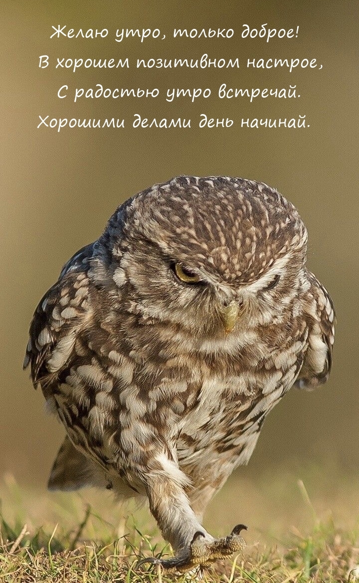 Желаю утро, только доброе! В хорошем позитивном настрое