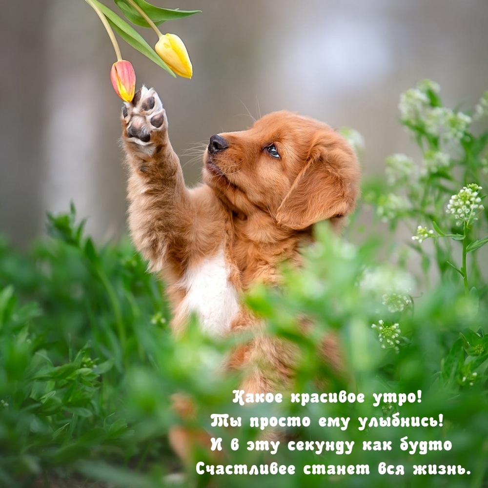 Какое красивое утро! Ты просто ему улыбнись!